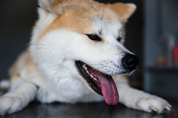 cute dog who came to the examination