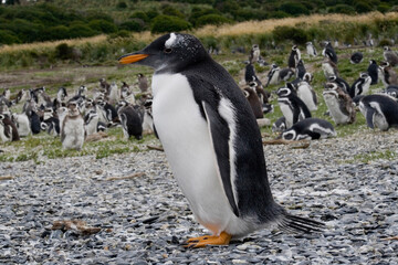 Naklejka premium penguin colony