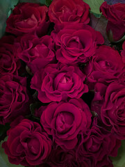 Bright burgundy roses in a bouquet close-up