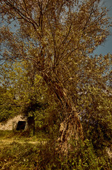 nice plants in the park, Montenegro
