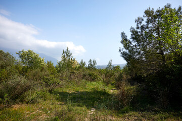 Fototapeta na wymiar nice plants in the park, Montenegro