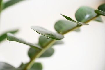 Drops of water or juice of the plant on the leaves of green leaves zamiokulkas. A sign of excessive watering of houseplants. Selective focus