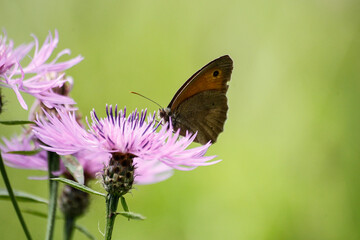 butterfly on a flower