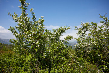 nice plants in the park, Montenegro