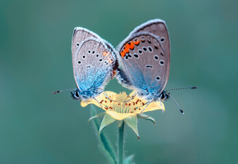 Macro shots, Beautiful nature scene. Closeup beautiful butterfly sitting on the flower in a summer garden.