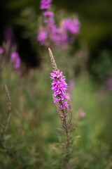 Close-up of a lilac-colored wildflower blooming in a meadow during French spring.