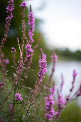 Wildflowers growing on the shore of a lake in the middle of spring.
