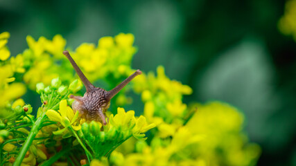 Burgundy snail on the  yellow flowers in a natural environment © Eugene B-sov