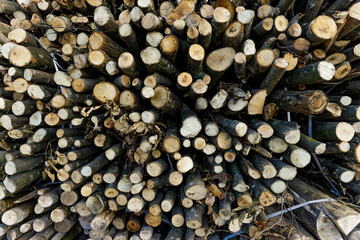 Industrial concept with log trunks pile. A large group of firewood