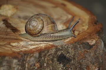 Snail making its way across a log