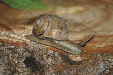 Snail making its way across a log