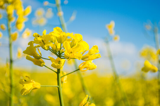 Landscape of a field of yellow rape or canola flowers, grown for the rapeseed oil crop. Field of yellow flowers with blue sky and white clouds - Powered by Adobe