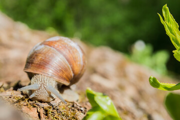 Wild little snail closeup in the green forest with blurred background