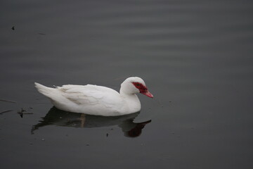 White bird and reflection in water