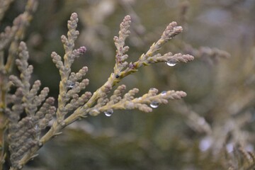 frost on branches of a tree