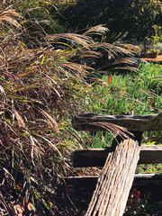 Tall grasses blooming in the garden in the fall next to a split rail fence