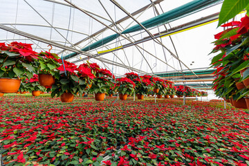 Poinsettia Cristmas flower. Greenhouse filled with Red holiday flowers plant in pots standing in rows and hanging.