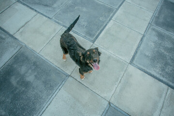 cute street dog waiting for food in summer days. High quality photo