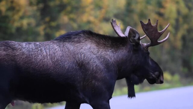 Moose in the Canadian Rockies