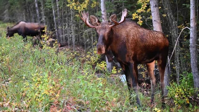 Moose in the Canadian Rockies