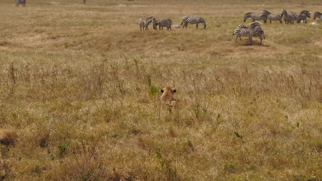 LIONNE CHASSANT DES ZEBRES EN TANZANIE