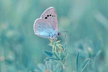Macro shots, Beautiful nature scene. Closeup beautiful butterfly sitting on the flower in a summer garden.