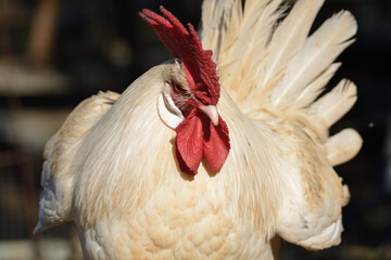 gallos de raza española