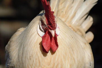 gallos de raza española