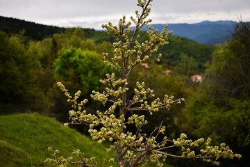 Top of a tree between hillsides under the blue sky