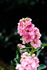 冬の寒さに耐えて咲く、ストックの花。日差しを受けて健気に咲いている