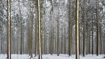 Neige dans les sapins