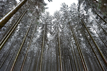 Neige dans les sapins