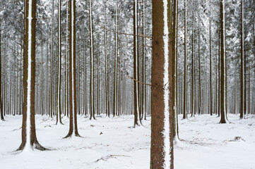 Neige dans les sapins