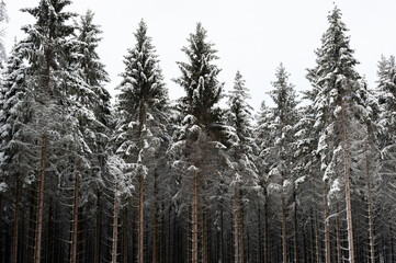 Neige dans les sapins