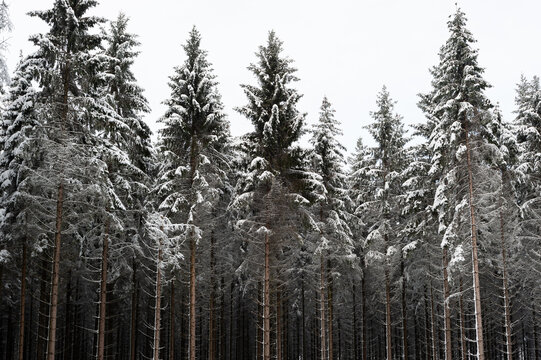 Neige dans les sapins