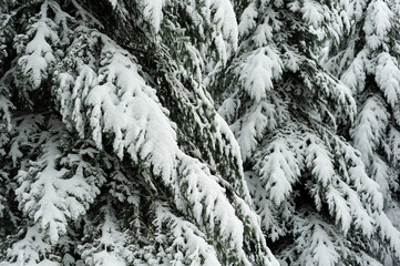 Neige dans les sapins