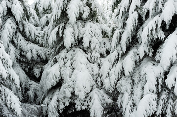 Neige dans les sapins