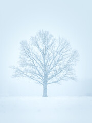 Fototapeta premium Snowy winter landscape with forest covered in snow. Snowy tree tops. White scenic countryside.