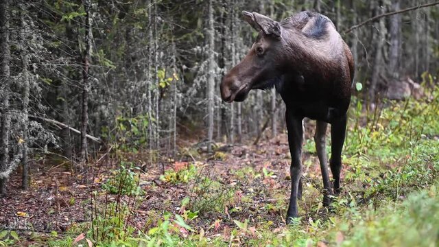 Moose in the Canadian Rockies
