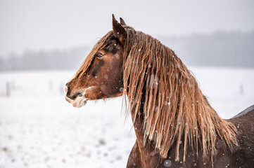 Galloping chestnut welsh pony cob stallion in snow. Stunning active horse with long mane full of power in winter.