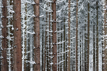 Neige dans les sapins