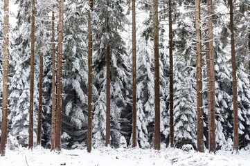 Neige dans les sapins