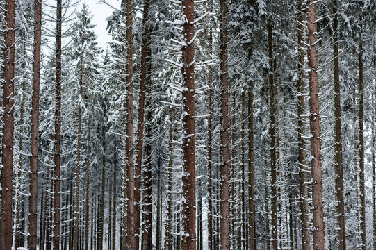 Neige dans les sapins