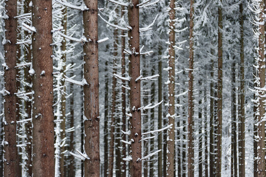 Neige dans les sapins