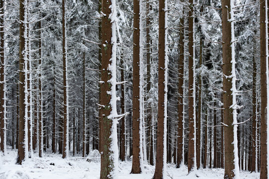 Neige dans les sapins