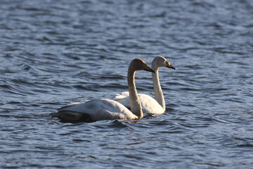 Pair of Whooper Swans