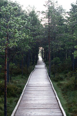 Obraz premium Bog in Estonia