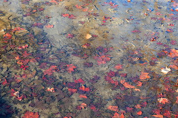 beautiful background of colorful autumn maple leaves in the water and mud