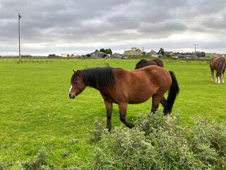 Chestnut coloured horse, grazing in a green meadow, on a cloudy day by, Cross Wells Road,...