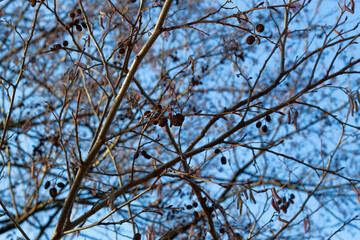 closeup of black alder cones and inflorescence on bare branches during sunny autumn day with blue sky in the background